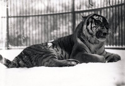 Sibirischer Tiger im Schnee von Frederick William Bond